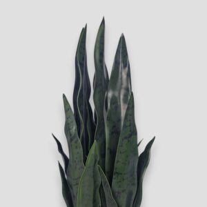 Sztuczna roślina Sansewieria Zelenica 65cm