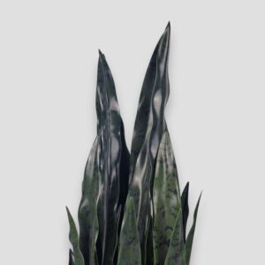 Sztuczna roślina Sansewieria Zelenica 90cm