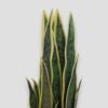 Sztuczna roślina doniczkowa Sansewieria Laurentii 65cm
