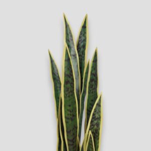 Sztuczna roślina doniczkowa Sansewieria Laurentii 90cm
