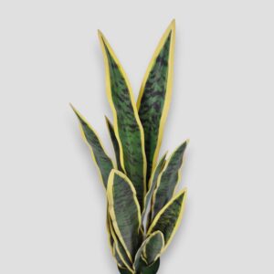 Sztuczna roślina doniczkowa Sansewieria Laurentii 90cm
