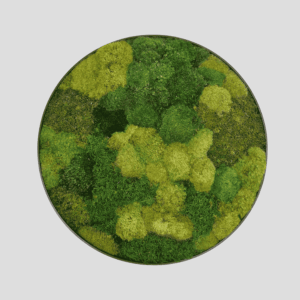 Obraz_z_mchu_poduszkowego_Circle_of_Moss