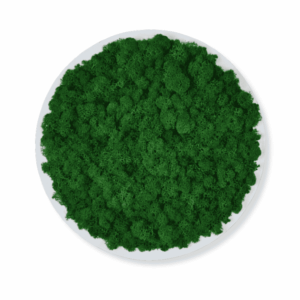 Obraz modułowy z mchu chrobotka – Vert Circle S