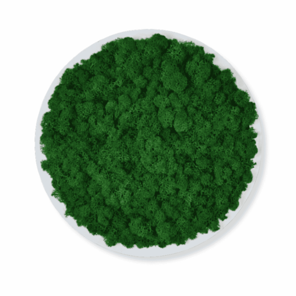 Obraz modułowy z mchu chrobotka – Vert Circle S