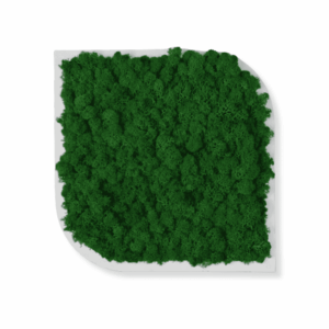 Obraz modułowy z mchu chrobotka – Vert Shy